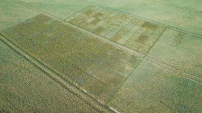 Aerial view of Abelite agricultural research trial plots in a cereal field