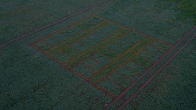 Aerial view of early-season crop research trials
