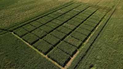 Aerial view of the Emburga experimental crop plot grid