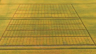 Aerial view of golden cereal research trial plots in warm evening light