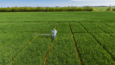 Aerial photograph of green cereal research plots
