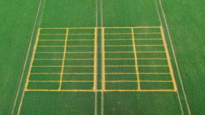 Aerial view of a large-scale agricultural field experiment