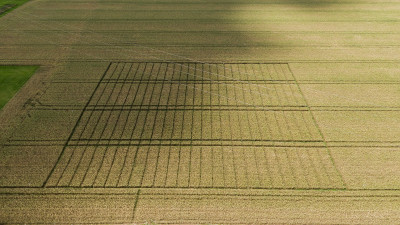 Aerial view of a mid-season crop trial research site