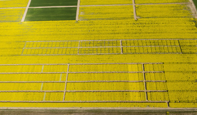 Aerial view of a precision agriculture research trial grid