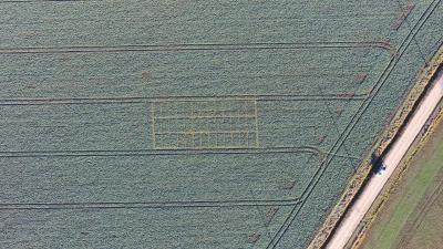 Aerial view of a rectangular crop trial layout