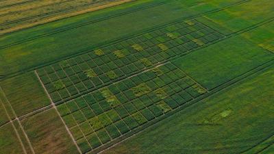 Aerial view of a systematic agricultural research trial plot grid