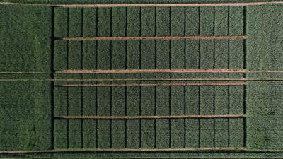 Aerial view of agricultural research trial plots near Sigulda