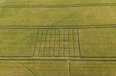 Aerial view of varietal comparison research plots
