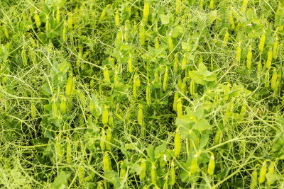 Agronomy specialist assessing crop condition in the field