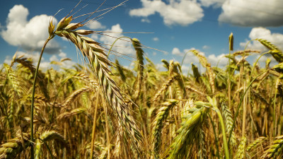 Close-up of cereal crop disease symptoms