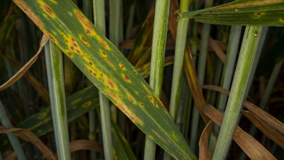 Close-up of a cereal leaf with necrotic spots from fungal disease