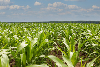 Crop disease monitoring fieldwork in agricultural plantings