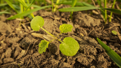 Fungal infection symptoms on a cereal leaf