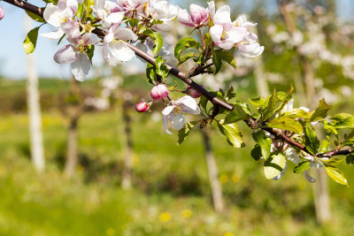 Installing pest monitoring traps in an orchard