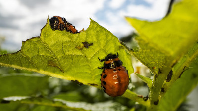Detailed view of plant leaf disease spotting