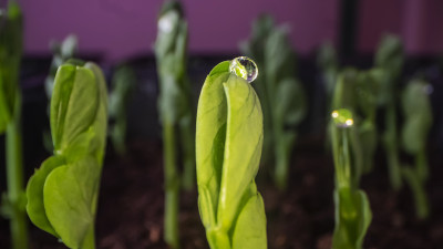 Pathogen damage on crop plant foliage