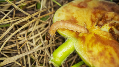 Plant protection pathology sample photograph