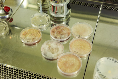 Seed quality testing on a laboratory workbench