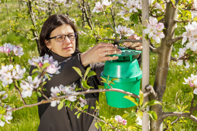 Specialist installing a pheromone trap on a blooming apple tree for pest monitoring
