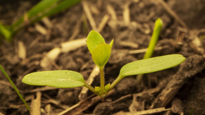 Close-up of wheat leaf pathology symptoms